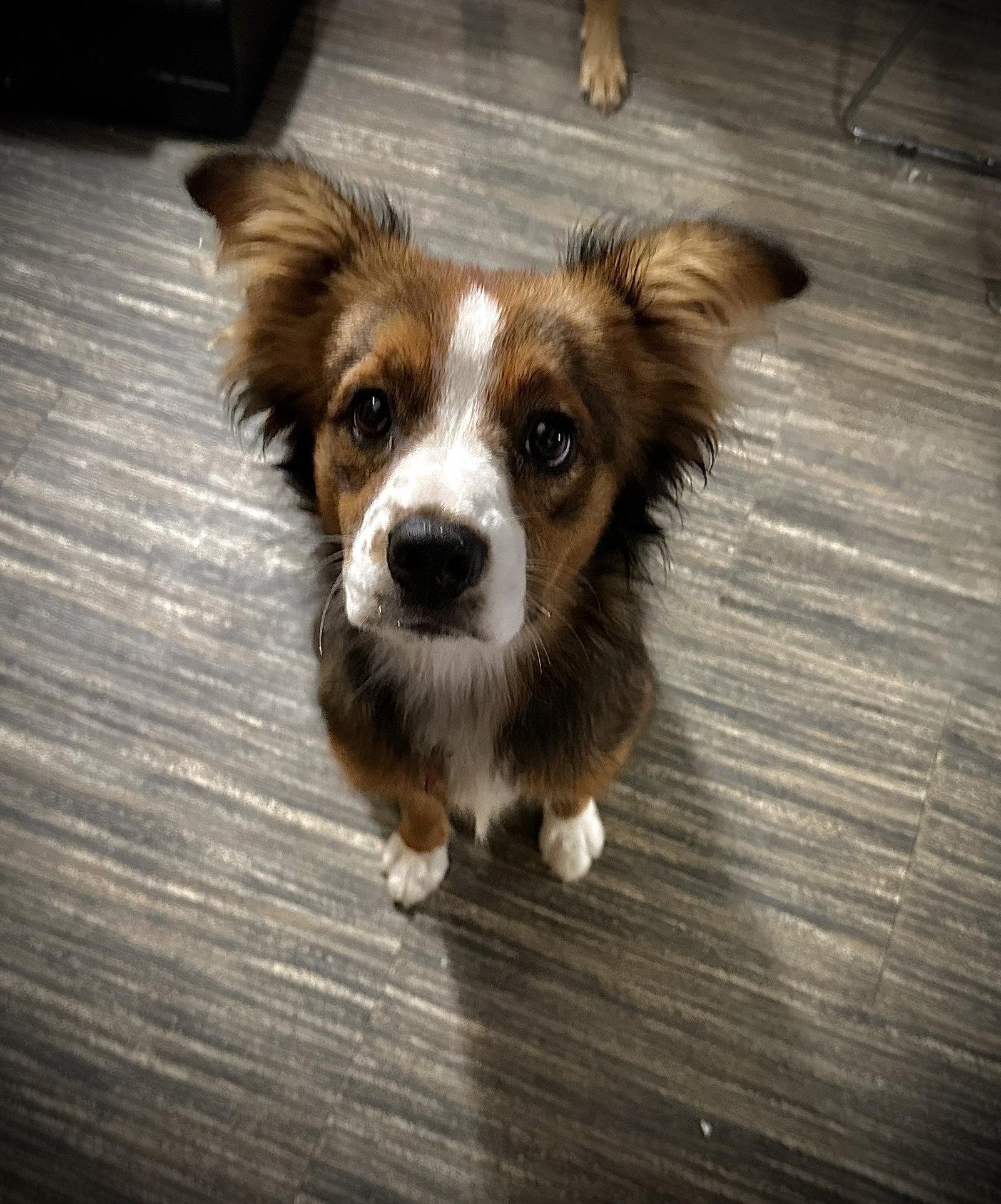 Enlarge Gidget, a Adopted mixed breed in Nashville, TN image 2/3