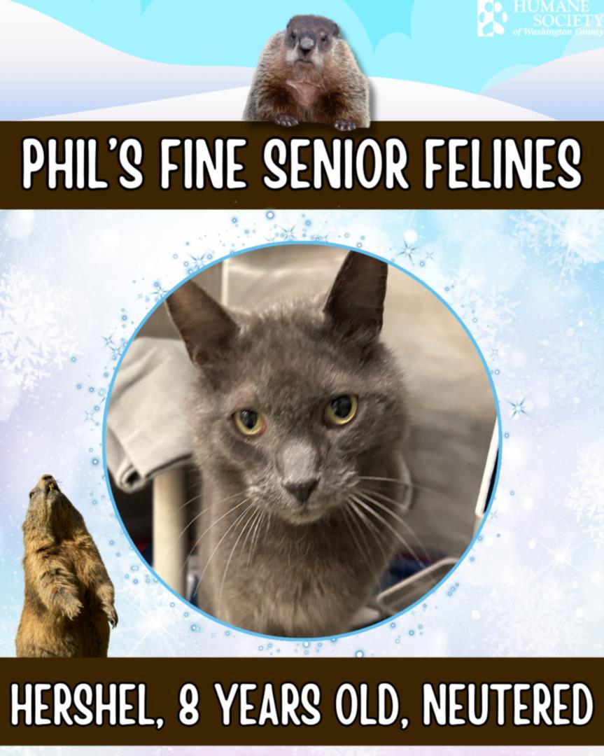 HERSHEL, Adoptable, Adult Male Domestic Short Hair.