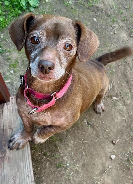 Hershey, Adoptable, Senior Male Dachshund & Chihuahua.