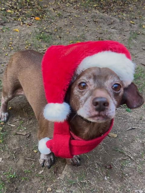 Enlarge Hershey, a Adoptable mixed breed in Los Angeles, CA image 2/4