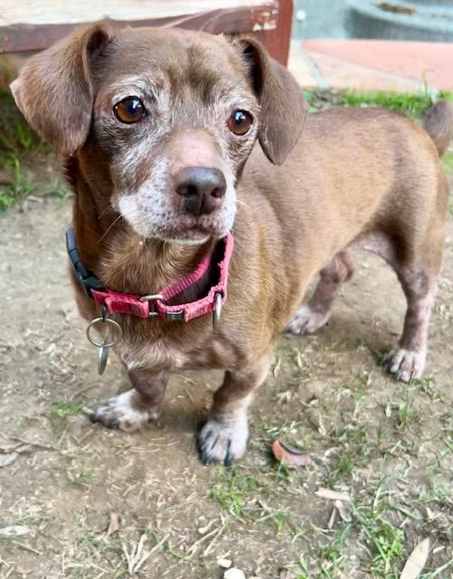 Enlarge Hershey, a Adoptable mixed breed in Los Angeles, CA image 3/4
