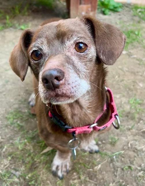 Enlarge Hershey, a Adoptable mixed breed in Los Angeles, CA image 4/4