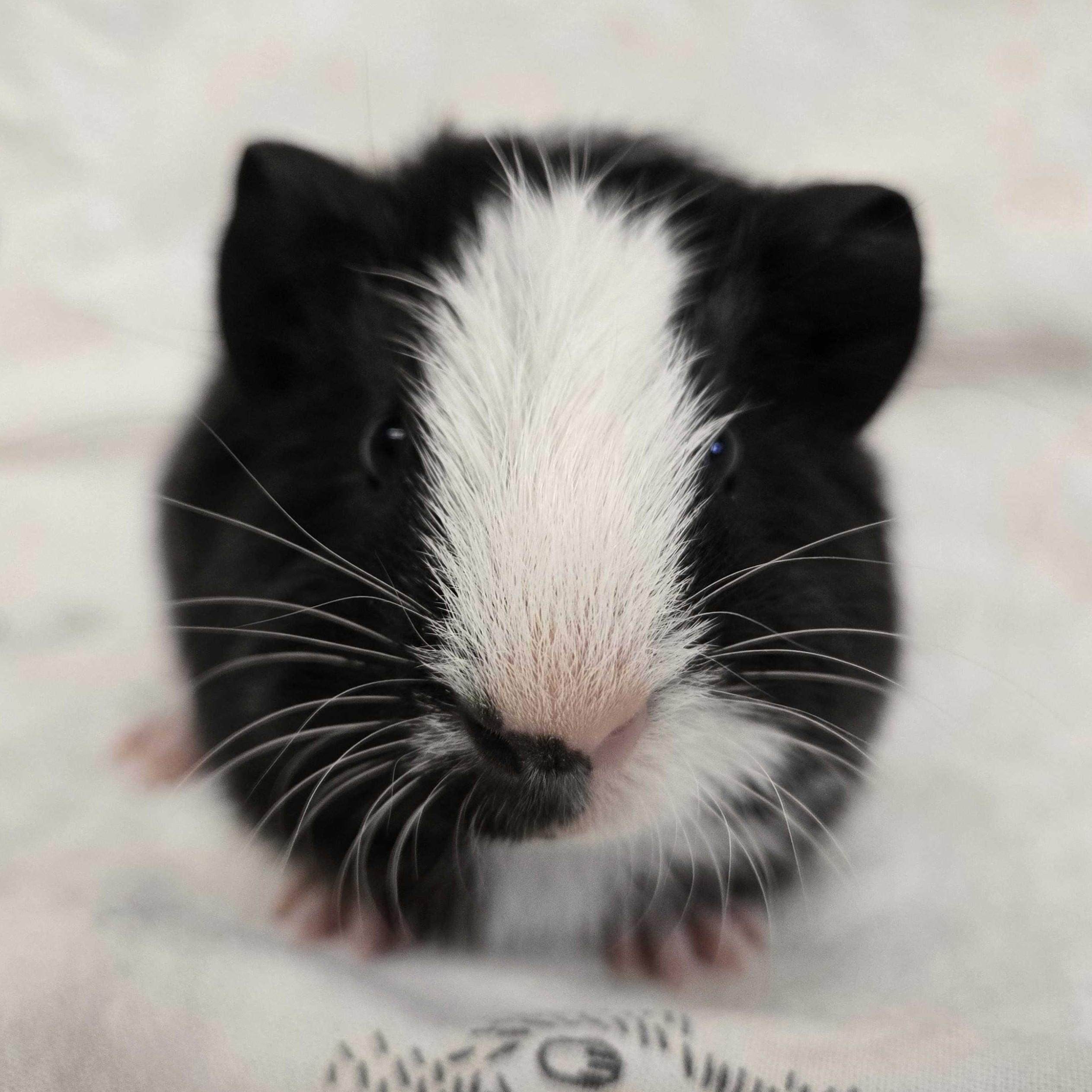 Carlos, Adoptable, Baby Male Guinea Pig.