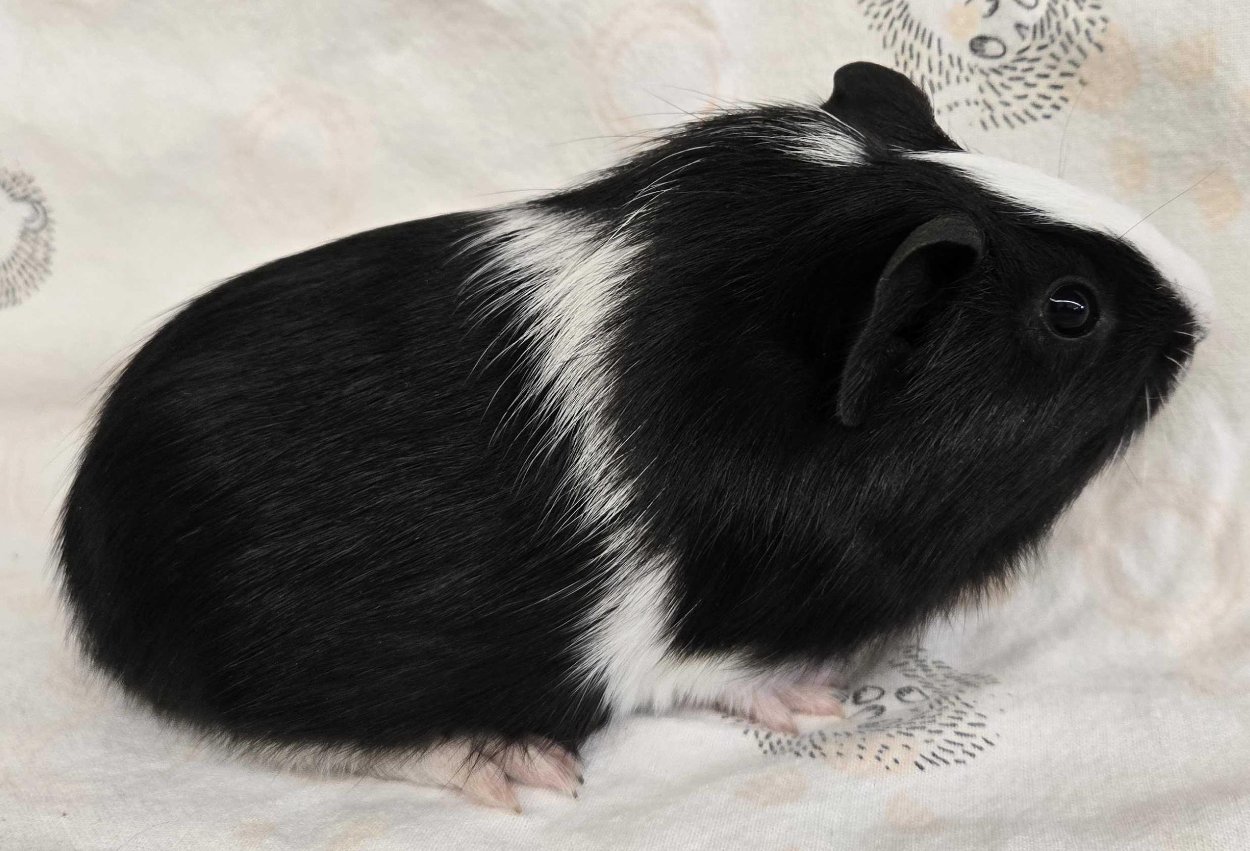 Carlos, a Adoptable mixed breed in Jefferson, WI image 3/3