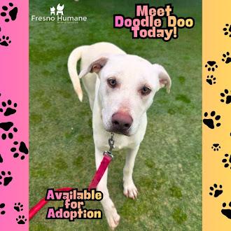 Doodle Doo, Adoptable, Puppy Male Shepherd & Mixed Breed.