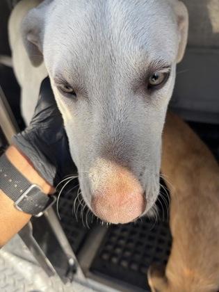 Doodle Doo, Adoptable, Puppy Male Shepherd & Mixed Breed.