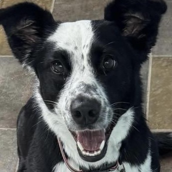 Enlarge Harloe, a ADOPTABLE mixed breed in Louisburg, KS image 2/5