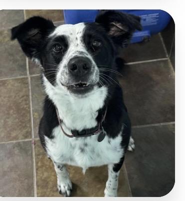 Enlarge Harloe, a ADOPTABLE mixed breed in Louisburg, KS image 3/5