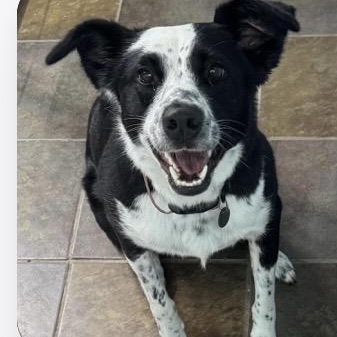Harloe, ADOPTABLE, Young Female Border Collie & Australian Cattle Dog / Blue Heeler.