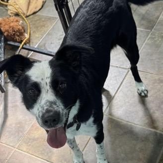 Enlarge Harloe, a ADOPTABLE mixed breed in Louisburg, KS image 5/5
