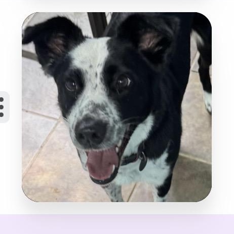 Enlarge Harloe, a ADOPTABLE mixed breed in Louisburg, KS image 4/5