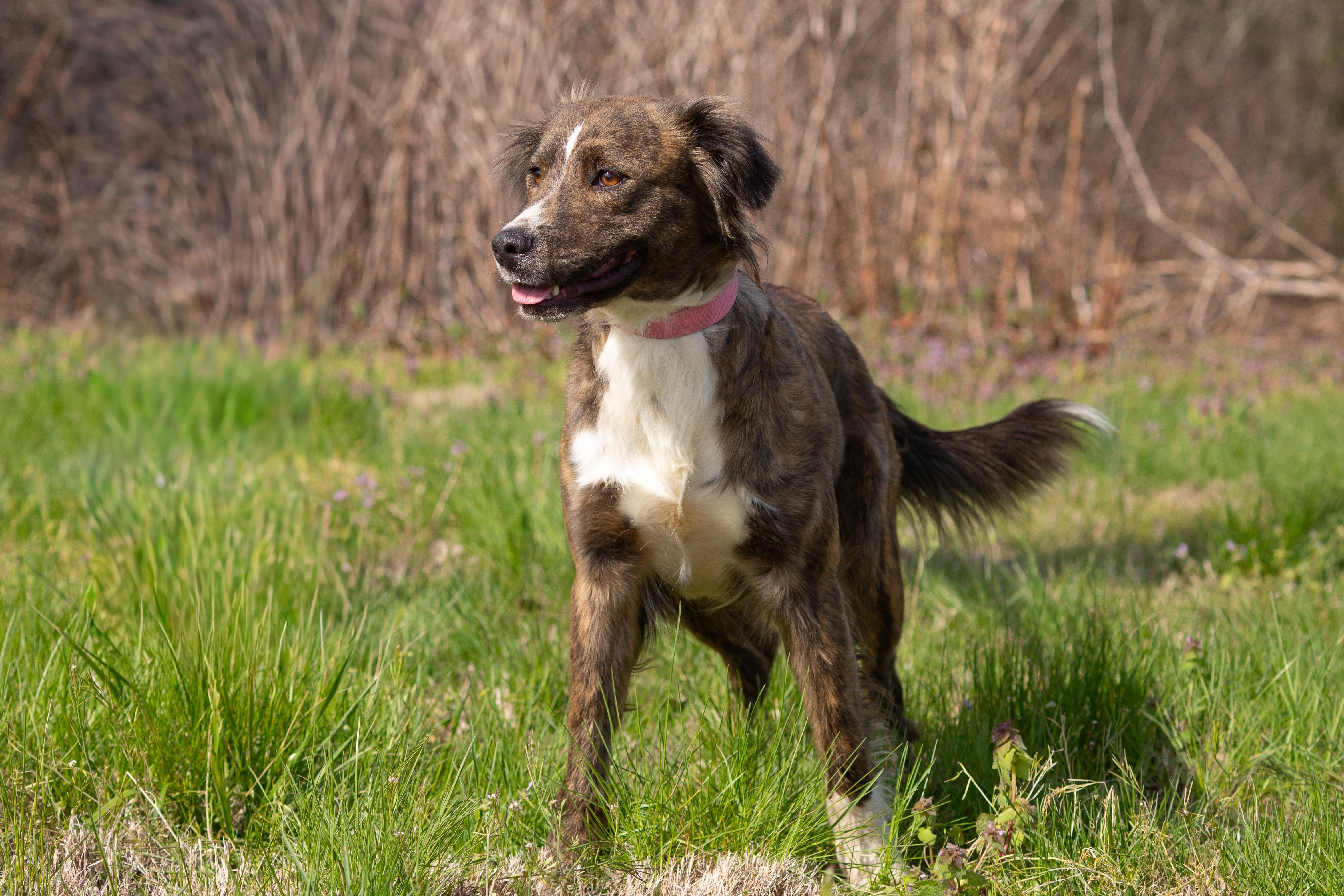 Enlarge Lucy, a ADOPTABLE mixed breed in Dixon, KY image 3/4