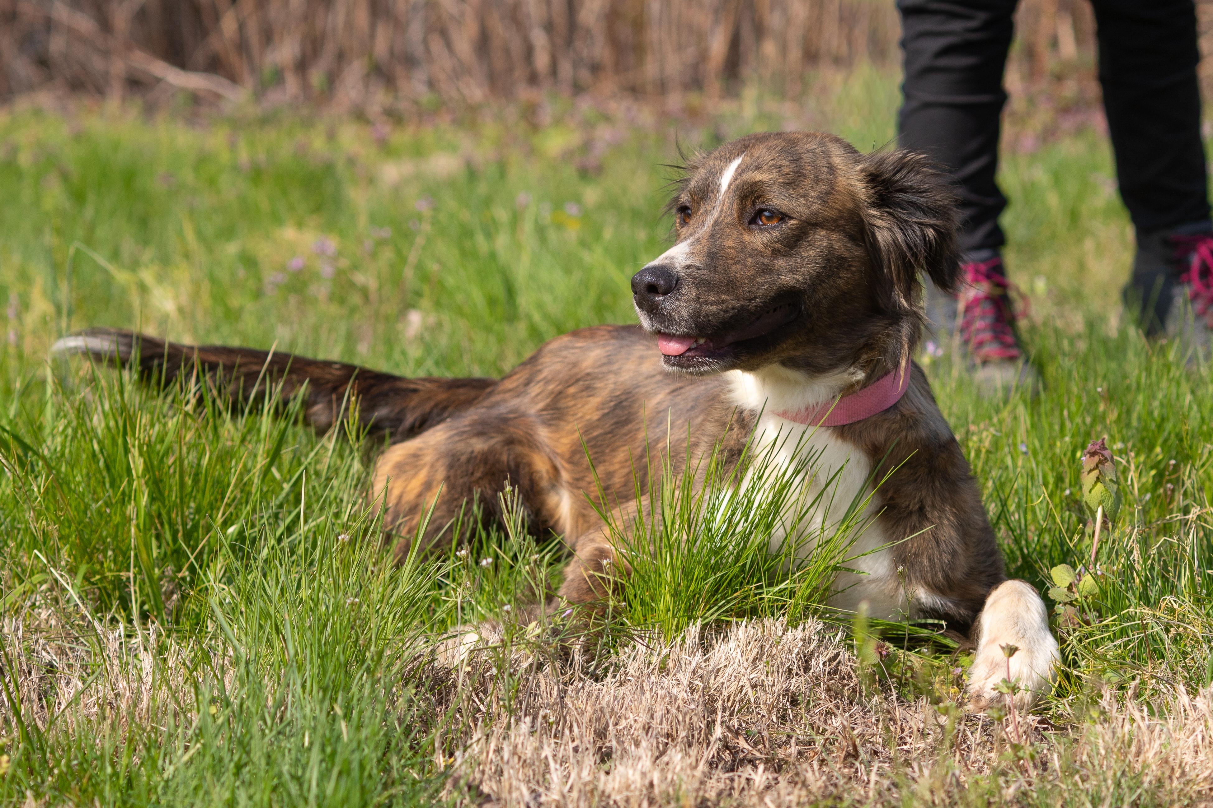 Enlarge Lucy, a ADOPTABLE mixed breed in Dixon, KY image 2/4