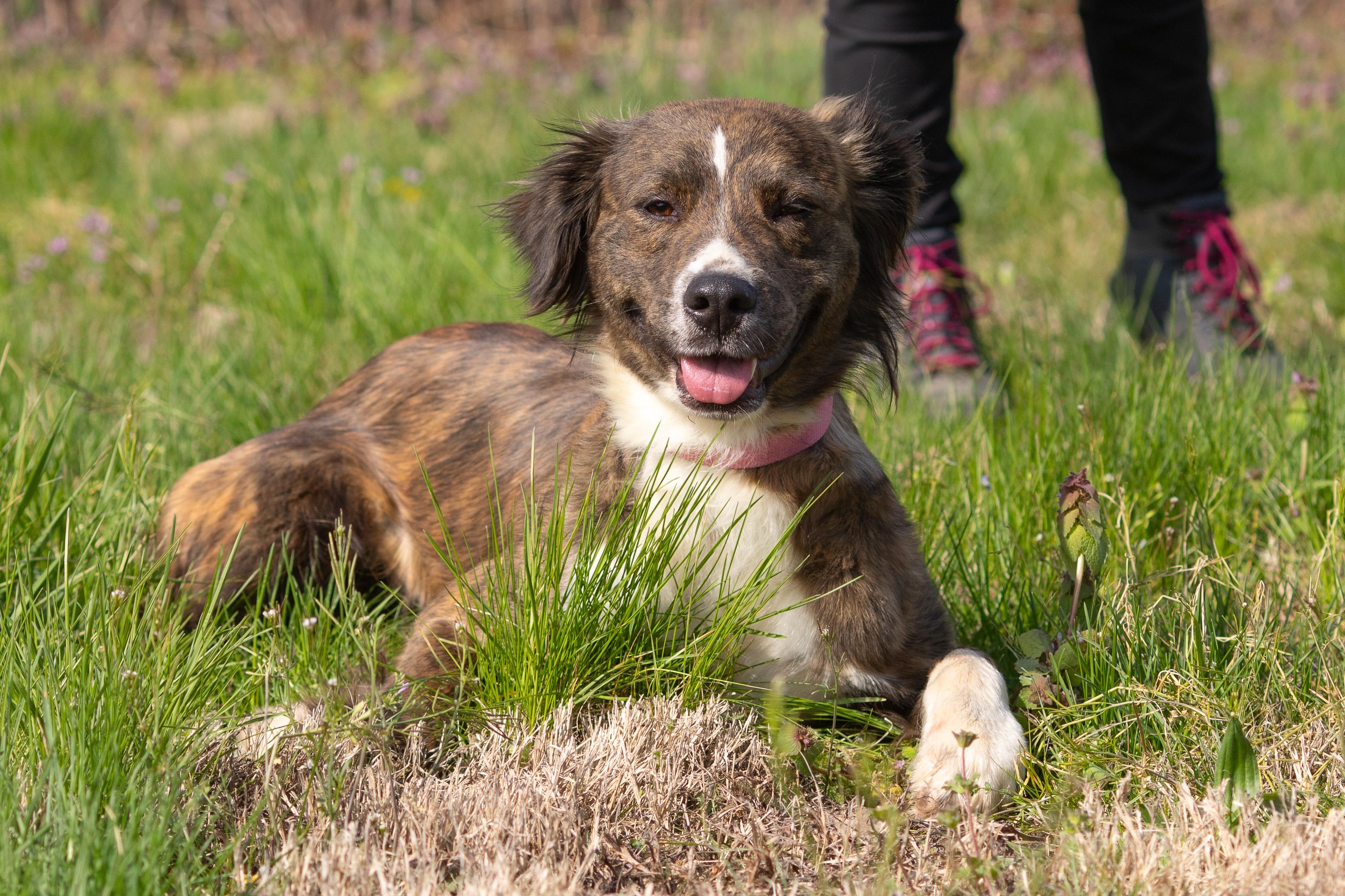 Lucy, ADOPTABLE, Young Female Australian Shepherd.