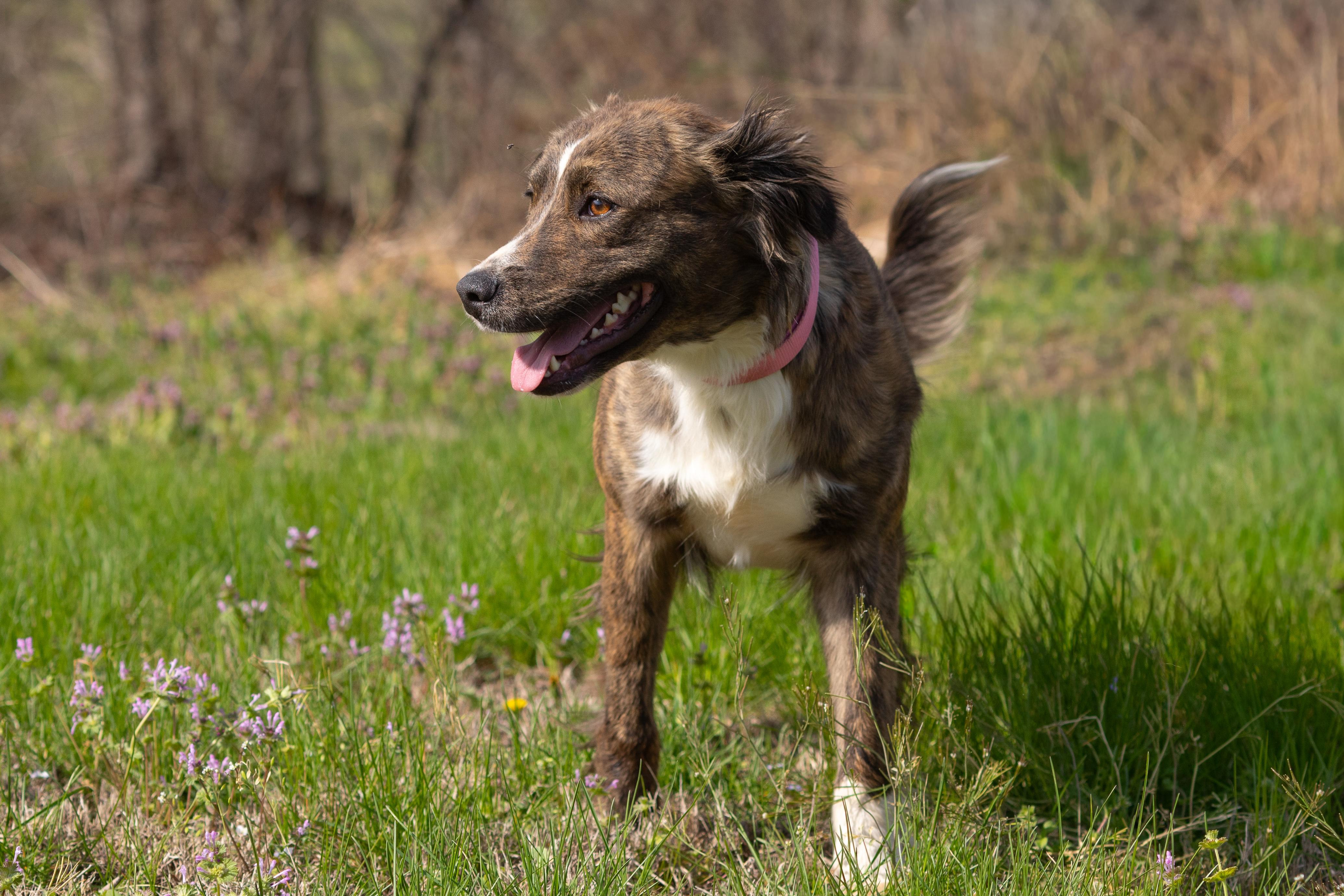 Enlarge Lucy, a ADOPTABLE mixed breed in Dixon, KY image 4/4