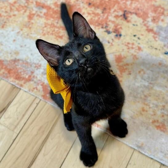 Salem Roe — thumbnail 3