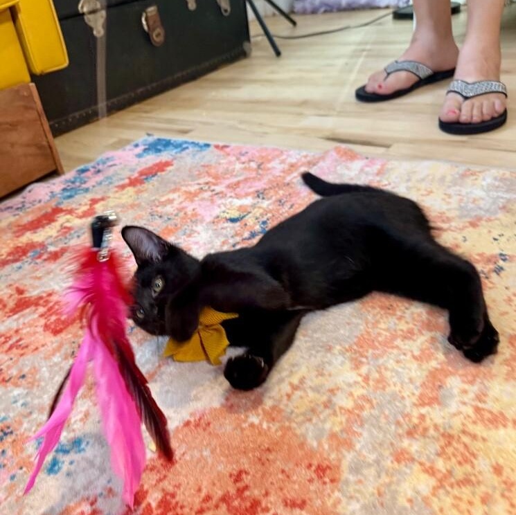 Salem Roe — thumbnail 4