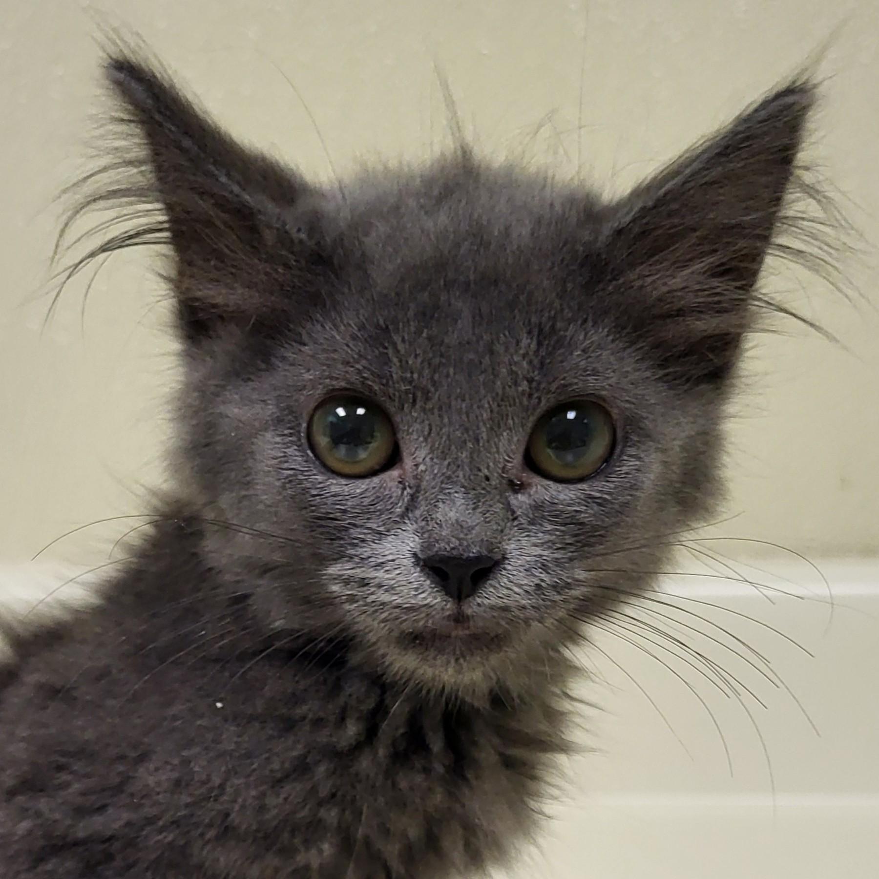 Marsha Brady, an adopted Domestic Medium Hair in Grayslake, IL image 1/3