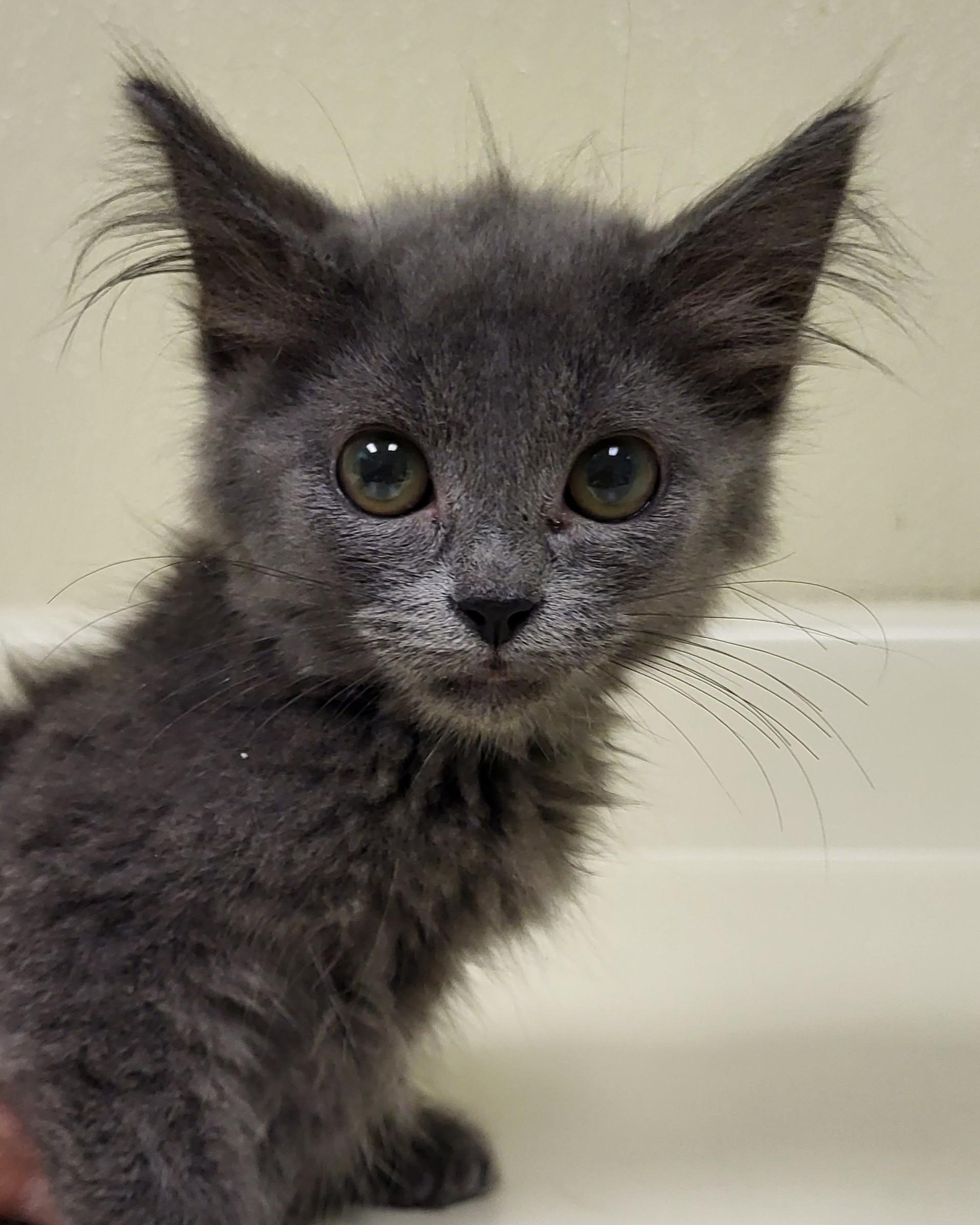 Marsha Brady, an adopted Domestic Medium Hair in Grayslake, IL image 2/3
