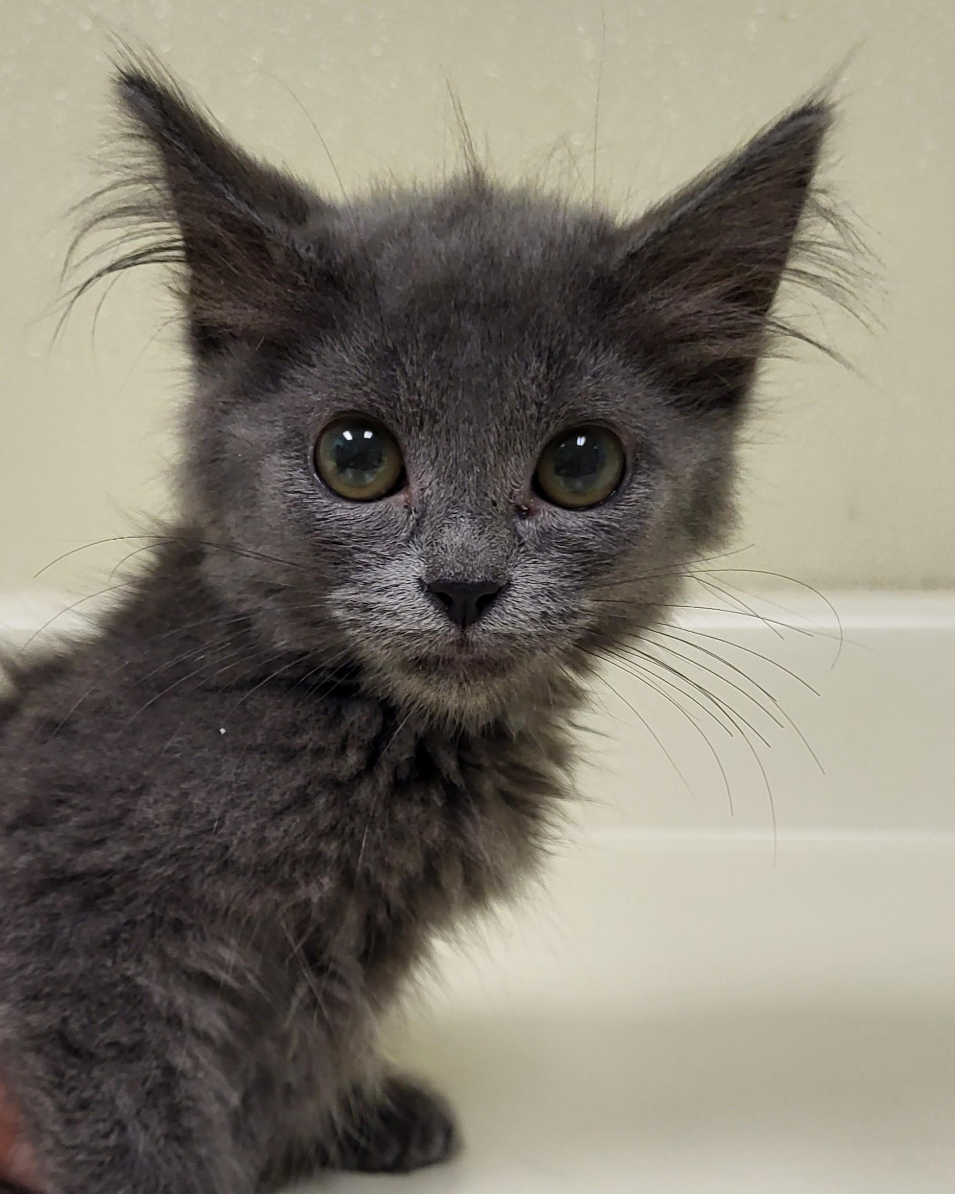 Marsha Brady, an adopted Domestic Medium Hair in Grayslake, IL image 3/3