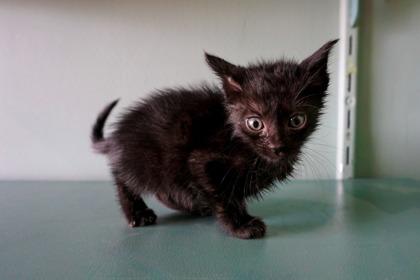 Wendy, Adoptable, Kitten Female Domestic Short Hair & Domestic Short Hair.