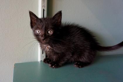 Enlarge Wendy, a Adoptable mixed breed in San Antonio, TX image 1/1
