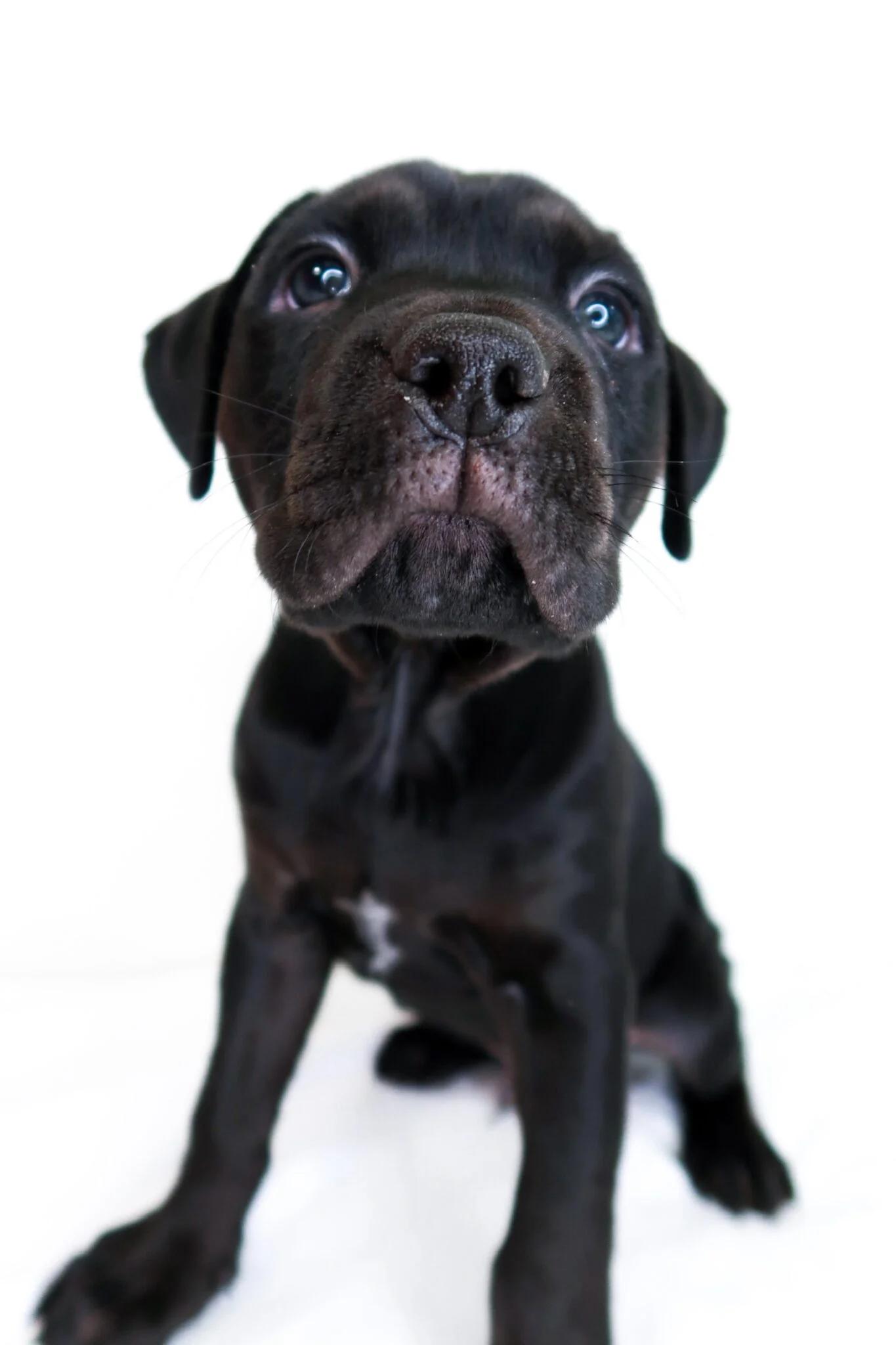 Enlarge Heart Throb, a Adoptable mixed breed in Bixby, OK image 3/4