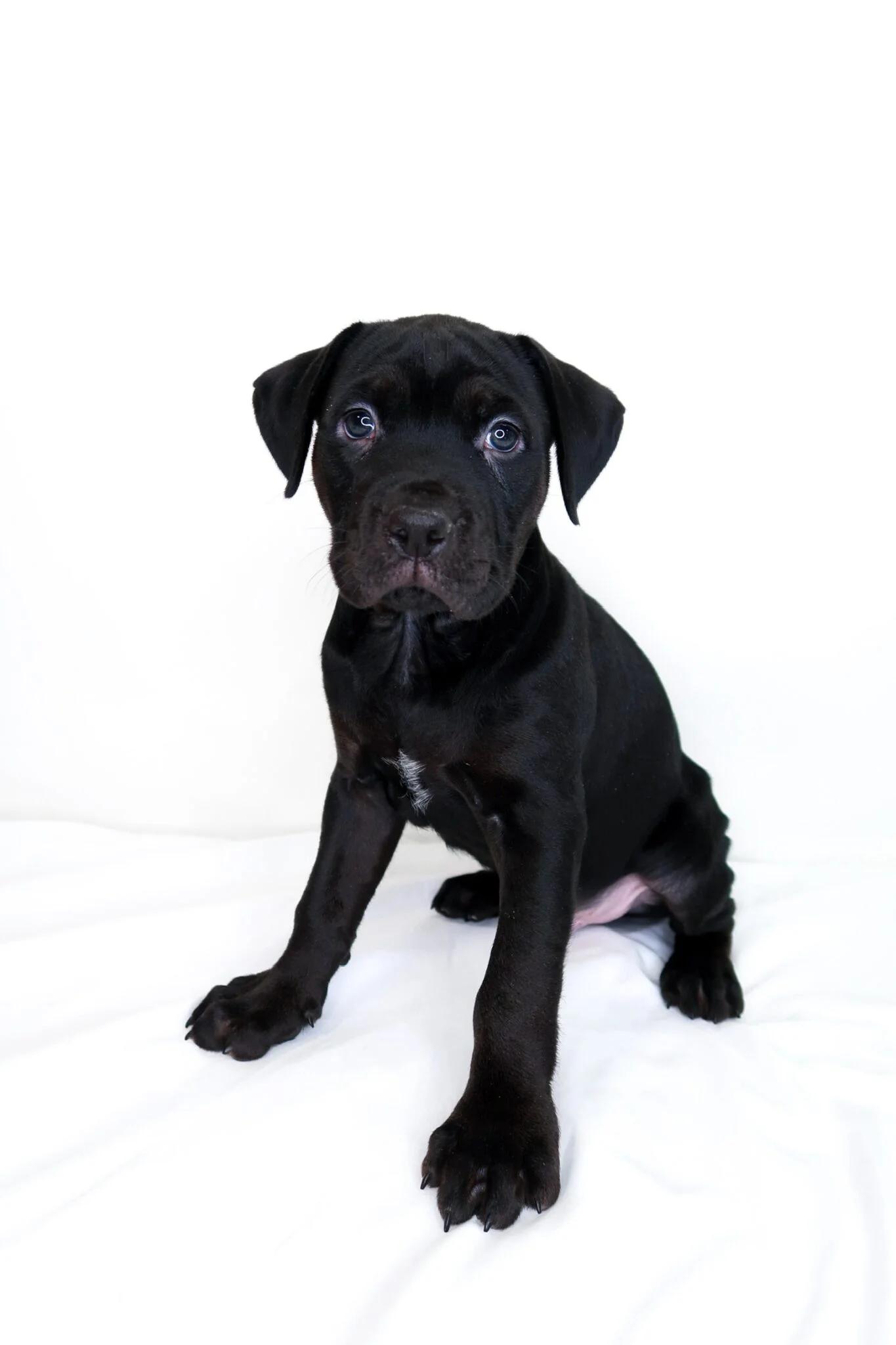 Enlarge Heart Throb, a Adoptable mixed breed in Bixby, OK image 1/4