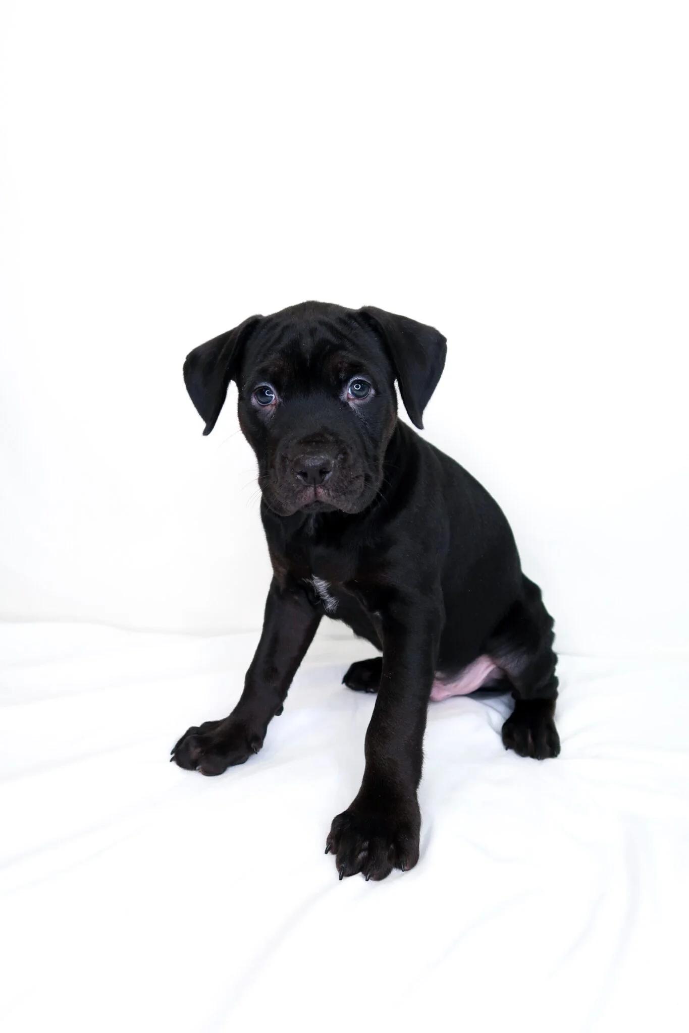 Enlarge Heart Throb, a Adoptable mixed breed in Bixby, OK image 2/4