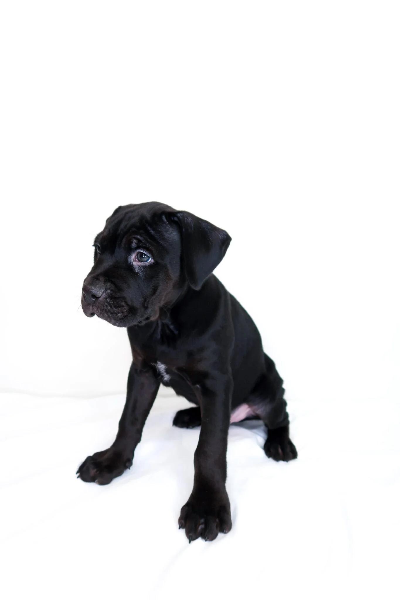 Enlarge Heart Throb, a Adoptable mixed breed in Bixby, OK image 4/4