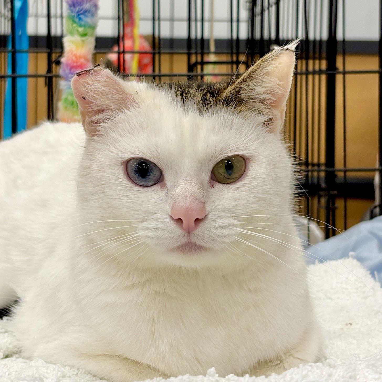 Enlarge Ida, a Adopted Domestic Short Hair in Sonora, CA image 1/1