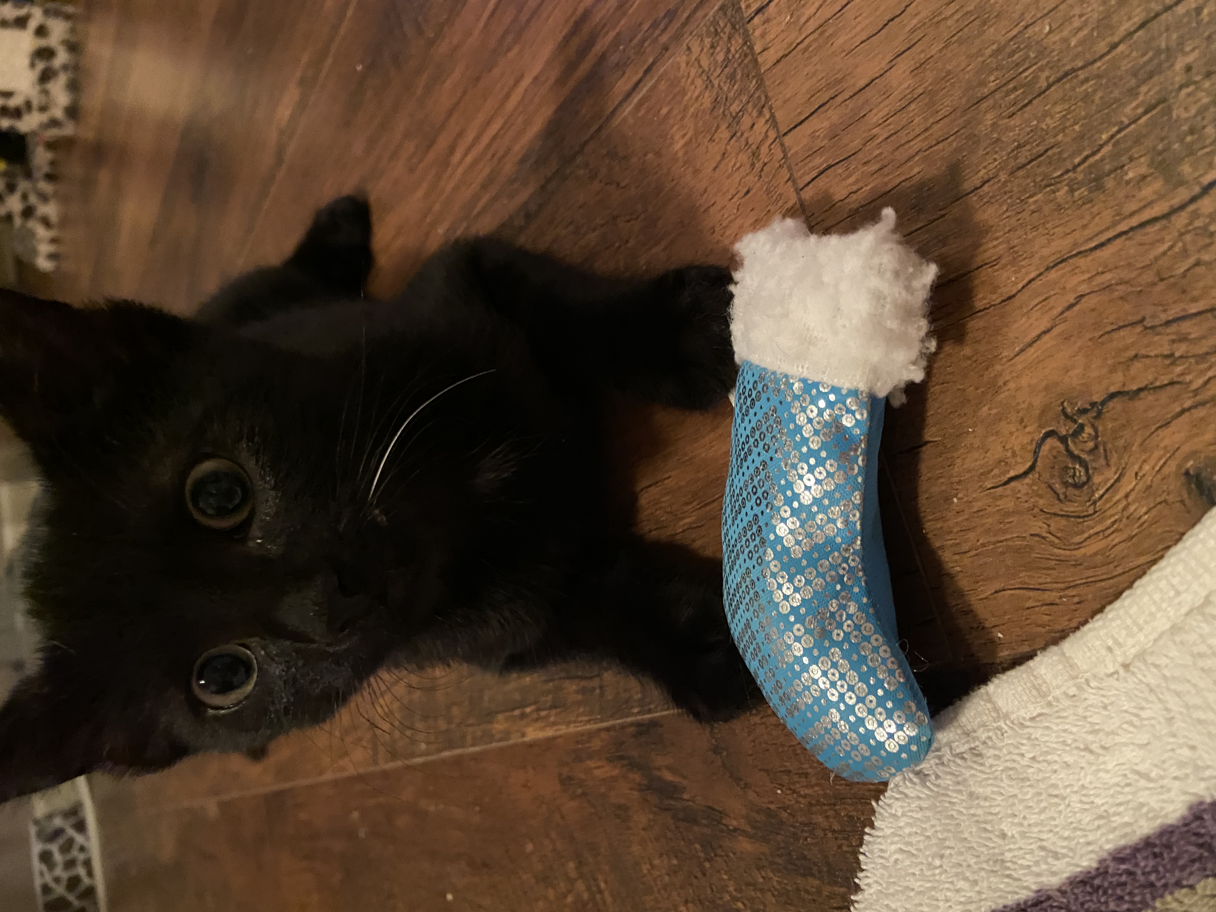 Enlarge Shadow, a Adopted American Shorthair in Shawnee, KS image 1/1