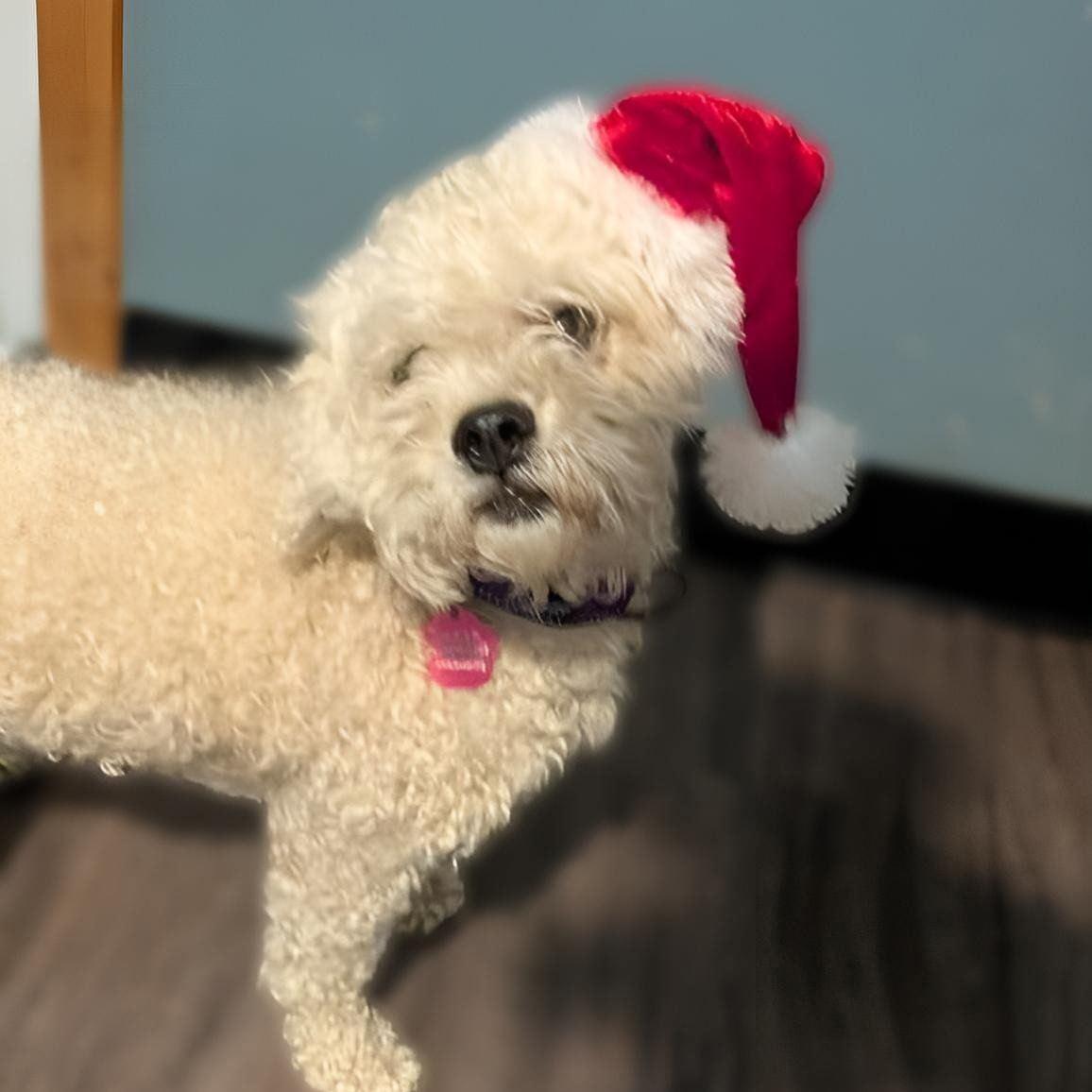 Chester, ADOPTABLE, Adult Male Miniature Poodle.