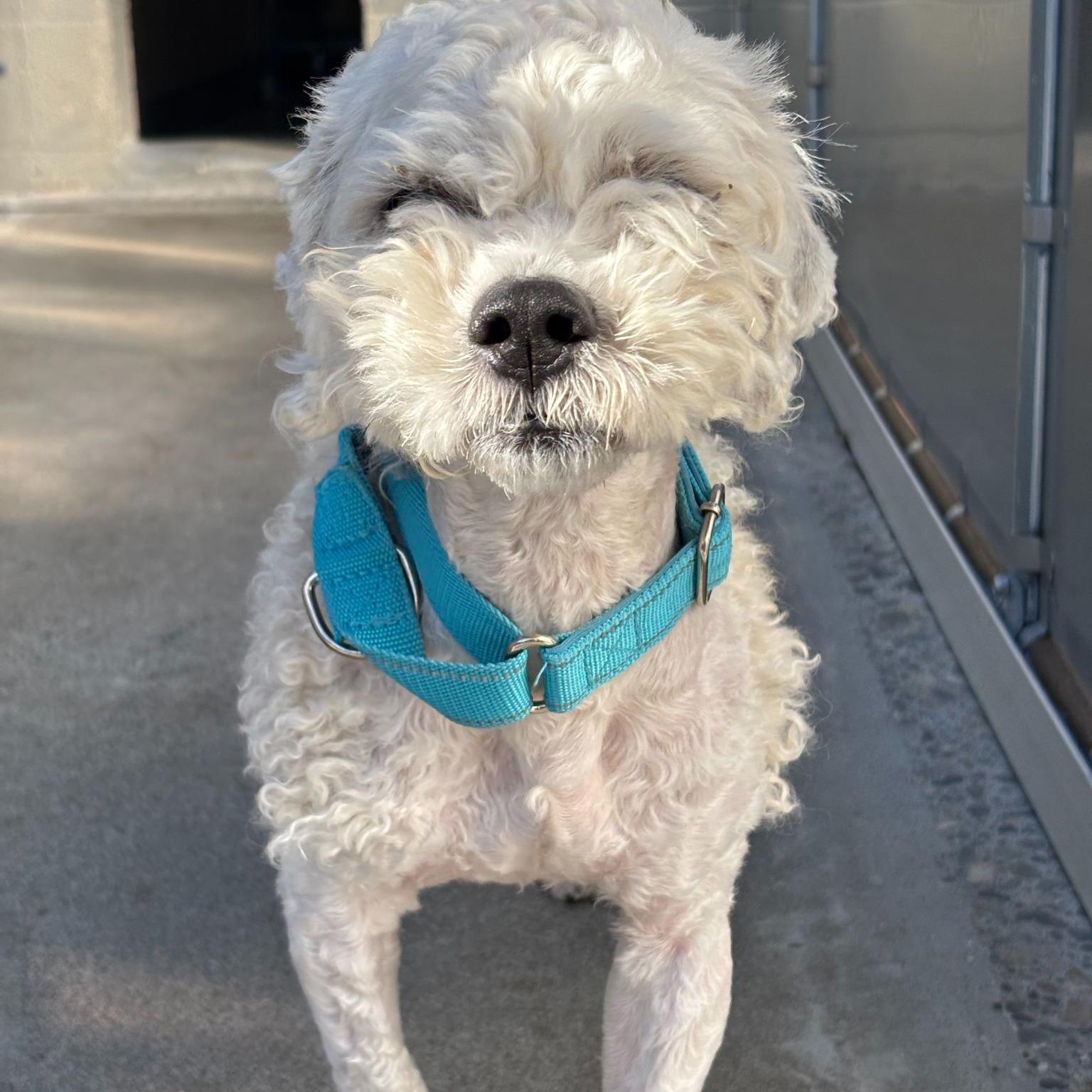 Chester, a ADOPTABLE mixed breed in Sheridan, OR image 2/4