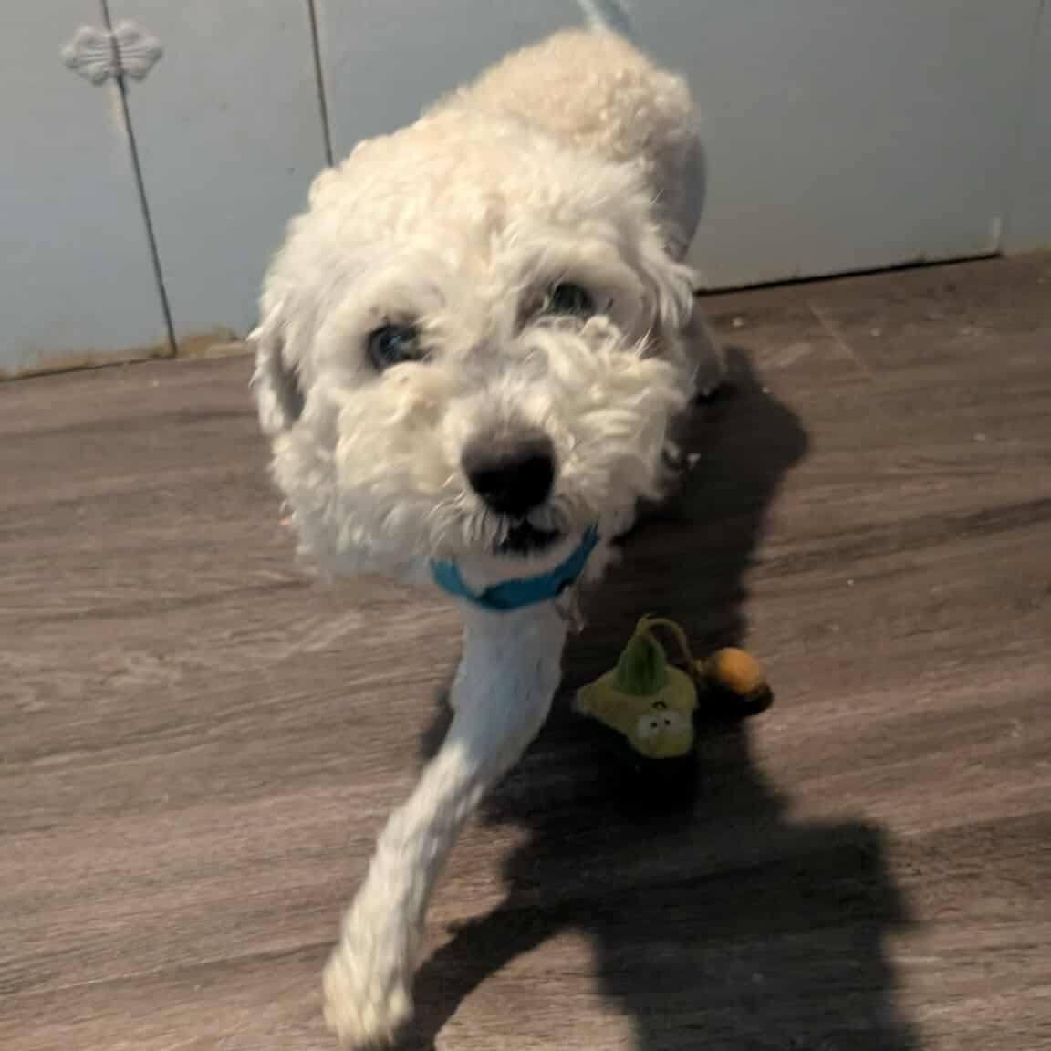 Chester, a ADOPTABLE mixed breed in Sheridan, OR image 3/4