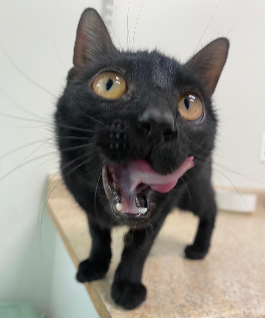 Eden, Adoptable, Young Female Domestic Short Hair.