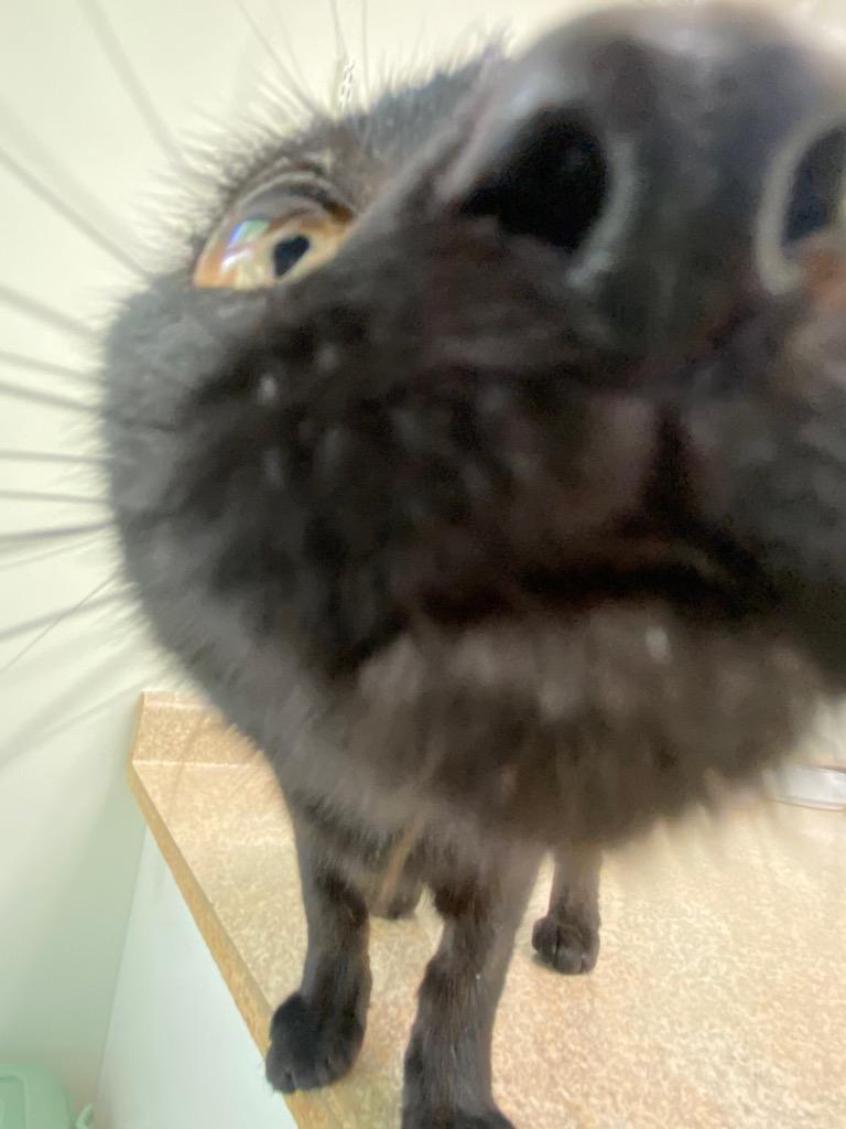 Enlarge Eden, a Adoptable mixed breed in Fall River, MA image 2/6