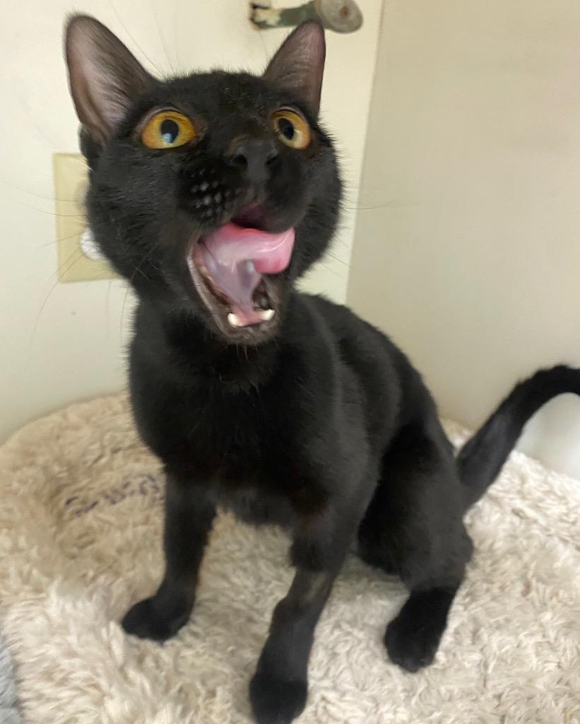 Enlarge Eden, a Adoptable mixed breed in Fall River, MA image 3/6