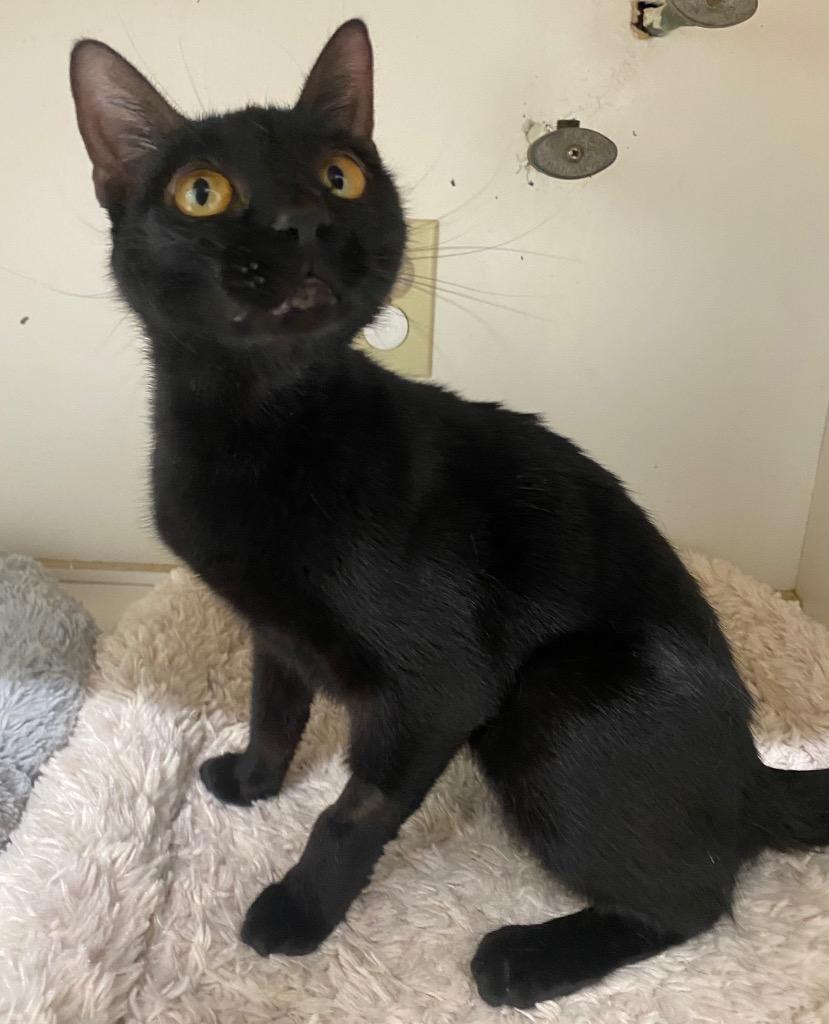 Enlarge Eden, a Adoptable mixed breed in Fall River, MA image 4/6