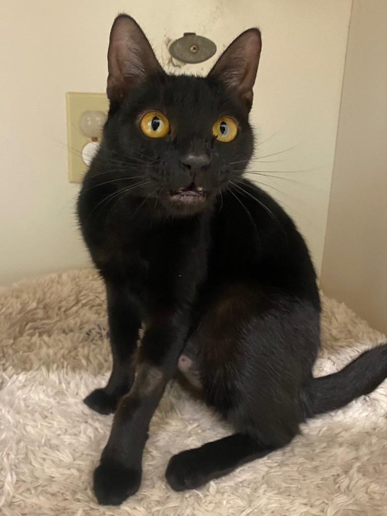 Enlarge Eden, a Adoptable mixed breed in Fall River, MA image 5/6