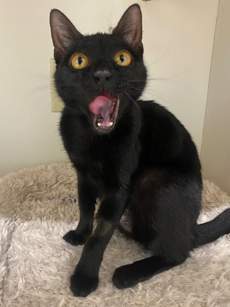 Enlarge Eden, a Adoptable mixed breed in Fall River, MA image 6/6