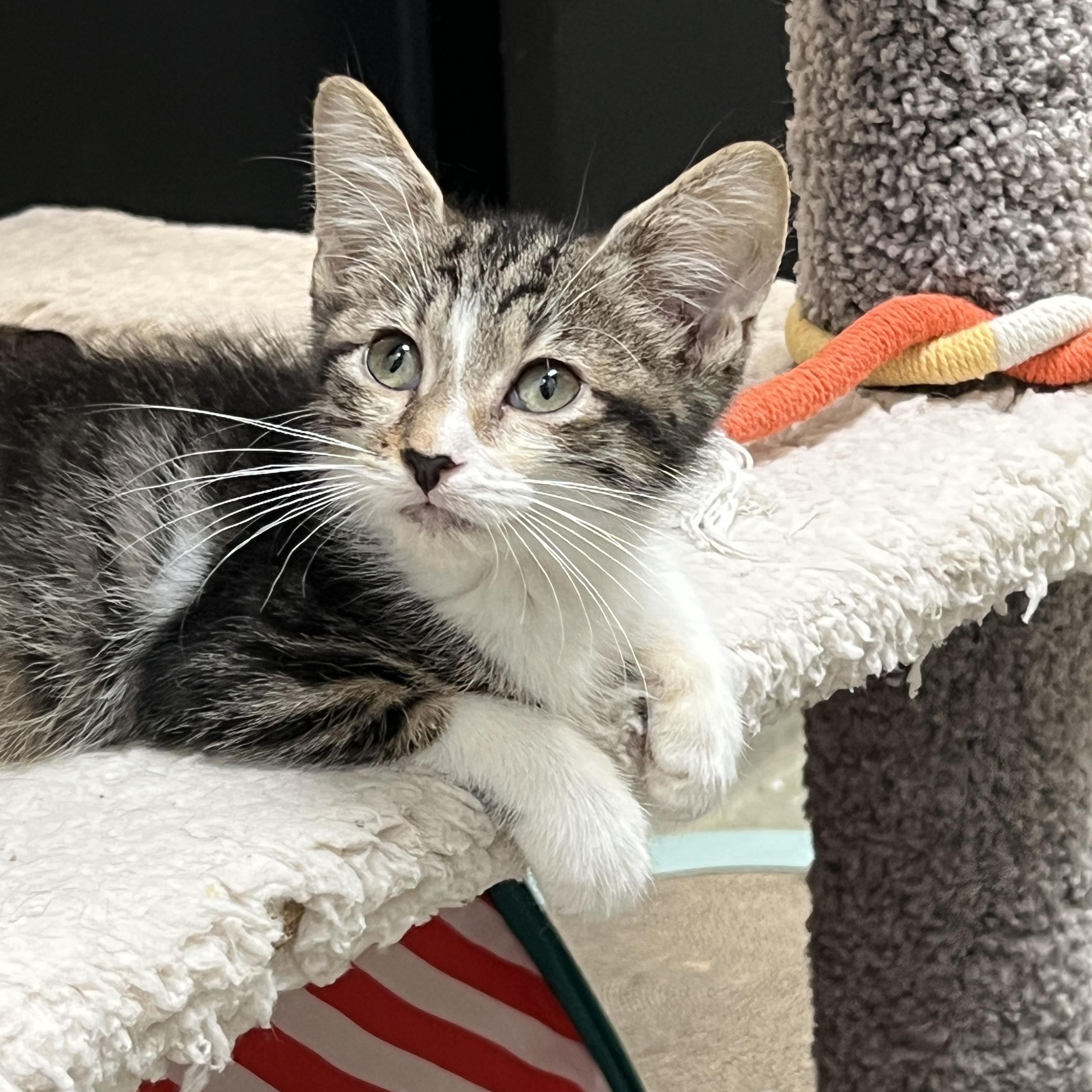 Jitterbug, a ADOPTABLE mixed breed in Bradenton, FL image 1/2