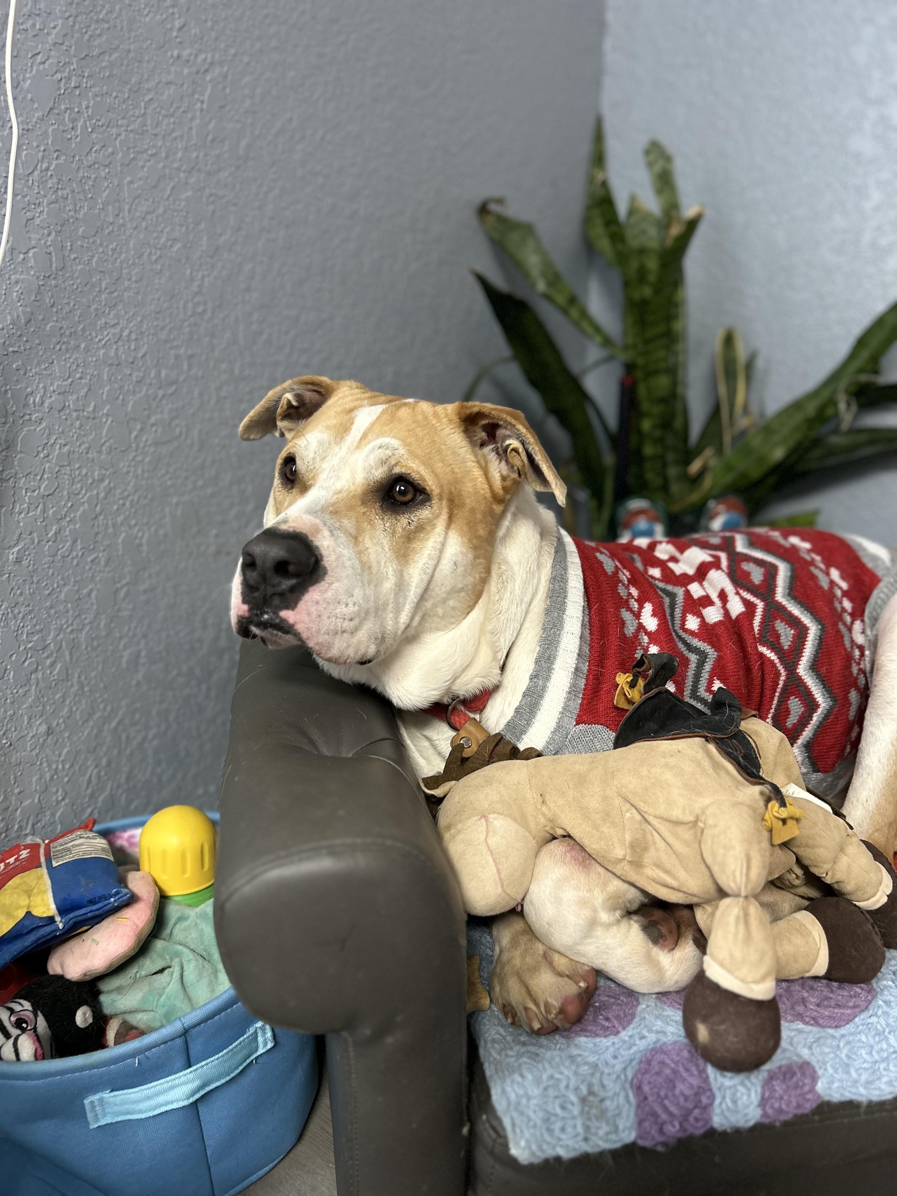 Taz Danforth, a Adoptable mixed breed in Belleville, NJ image 2/5