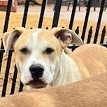 Taz Danforth, a Adoptable mixed breed in Belleville, NJ image 5/5