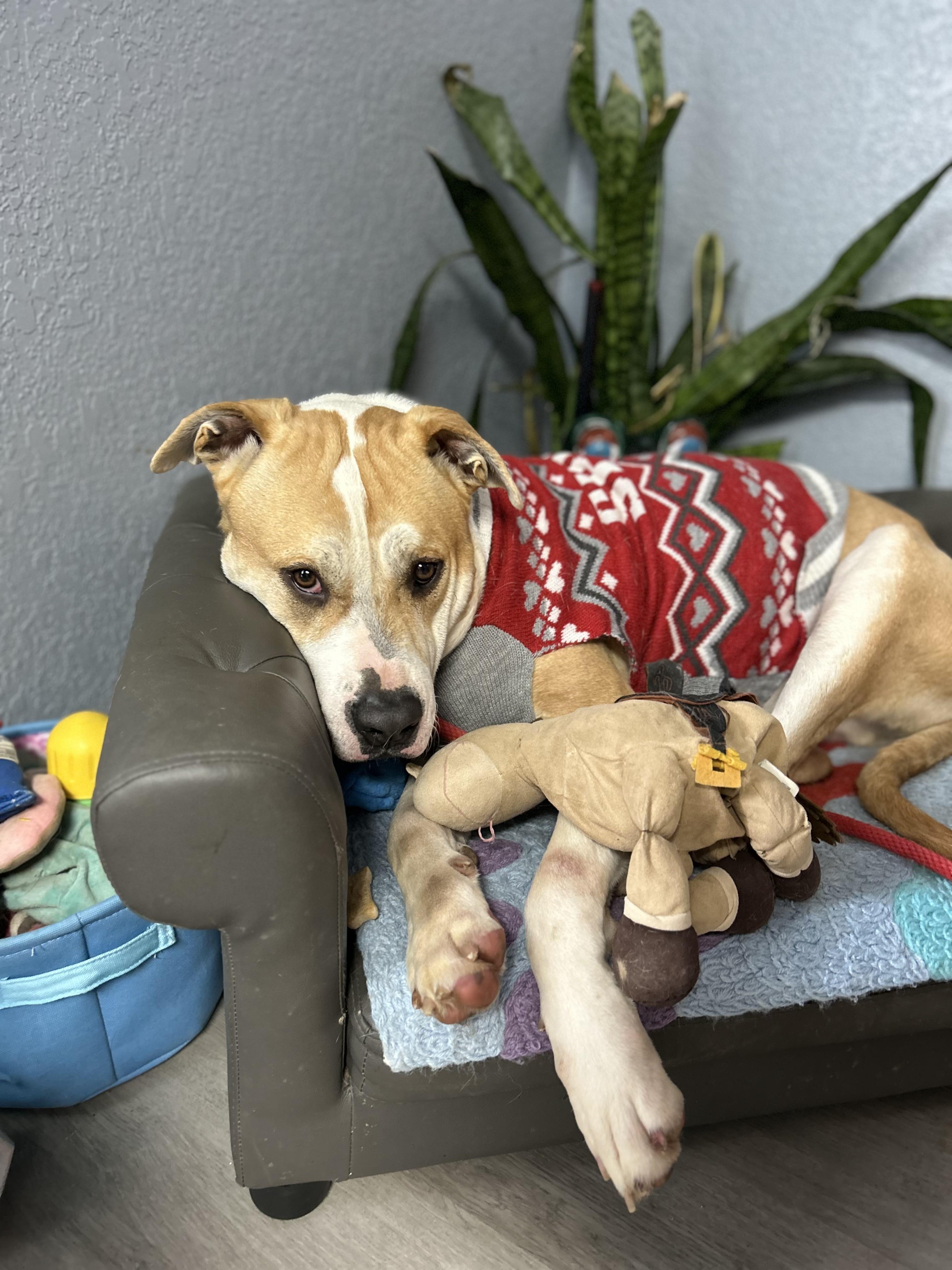 Taz Danforth, a Adoptable mixed breed in Belleville, NJ image 3/5