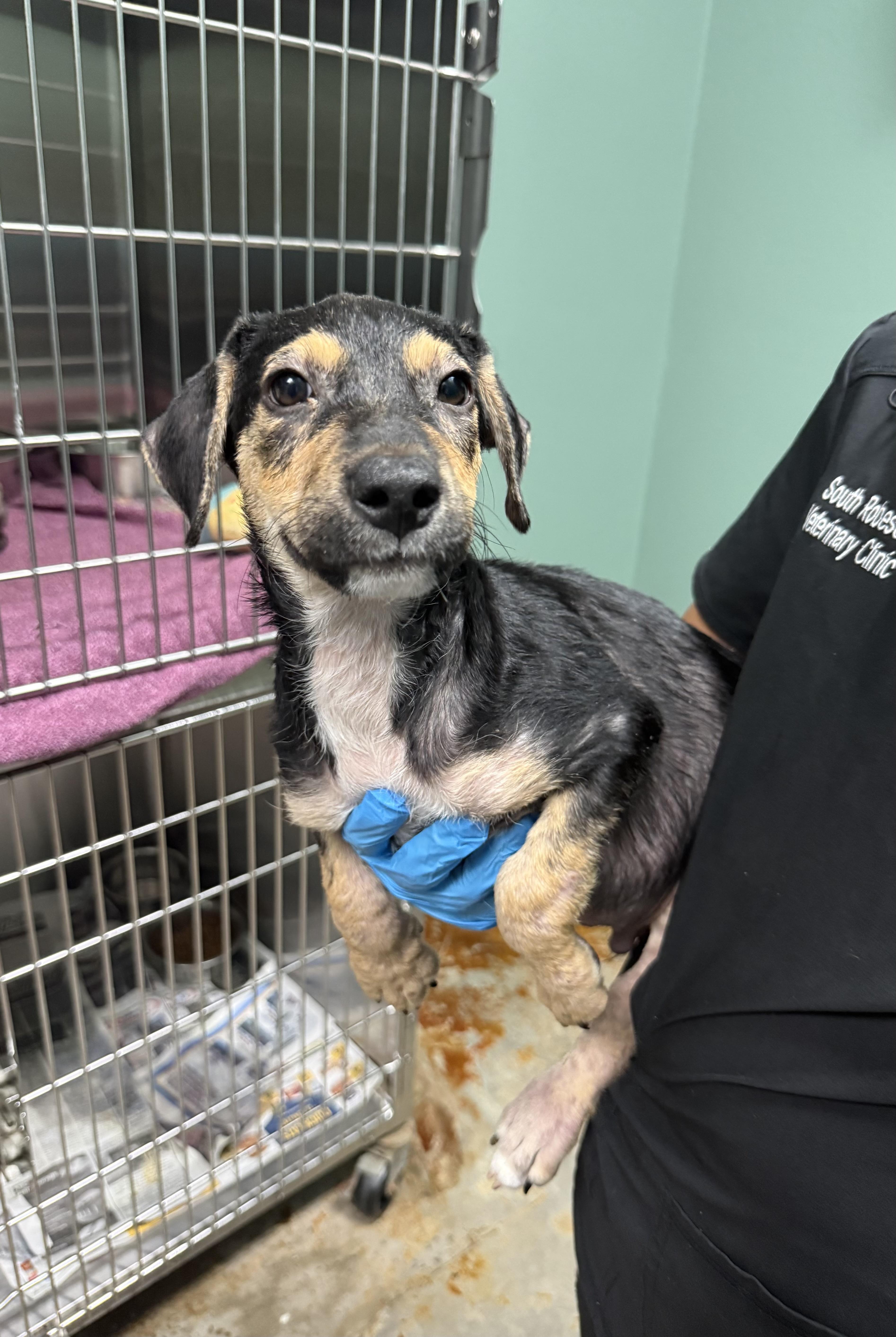 Enlarge Freddie- just a puppy praying for a home, a Adoptable Mixed Breed in Toledo, OH image 3/3