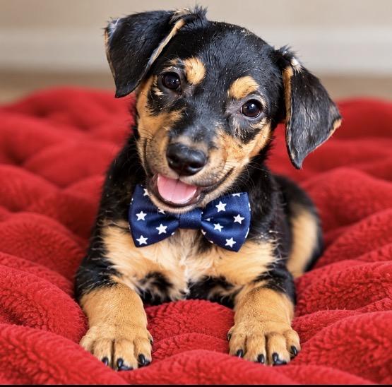Enlarge Freddie- just a puppy praying for a home, a Adoptable Mixed Breed in Toledo, OH image 1/3