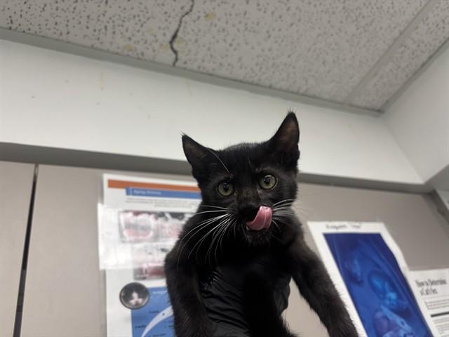 Enlarge OREGANO, a Adoptable Domestic Short Hair in Antioch, CA image 1/1