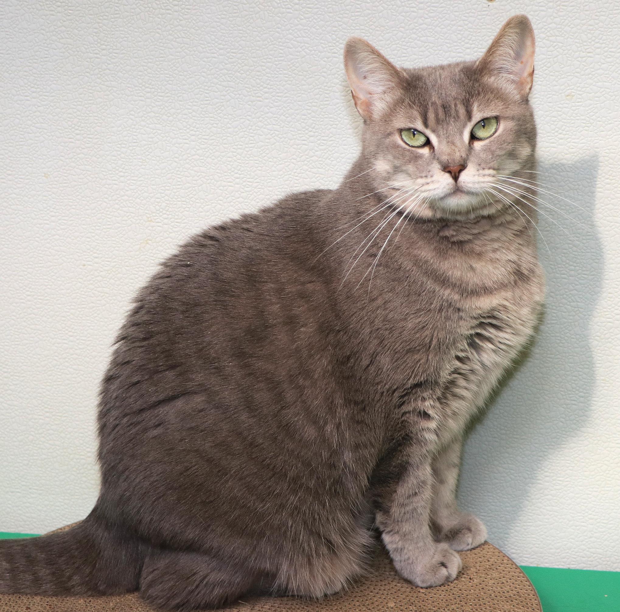 Babs, a Adoptable Domestic Short Hair in Cincinnati, OH image 1/4