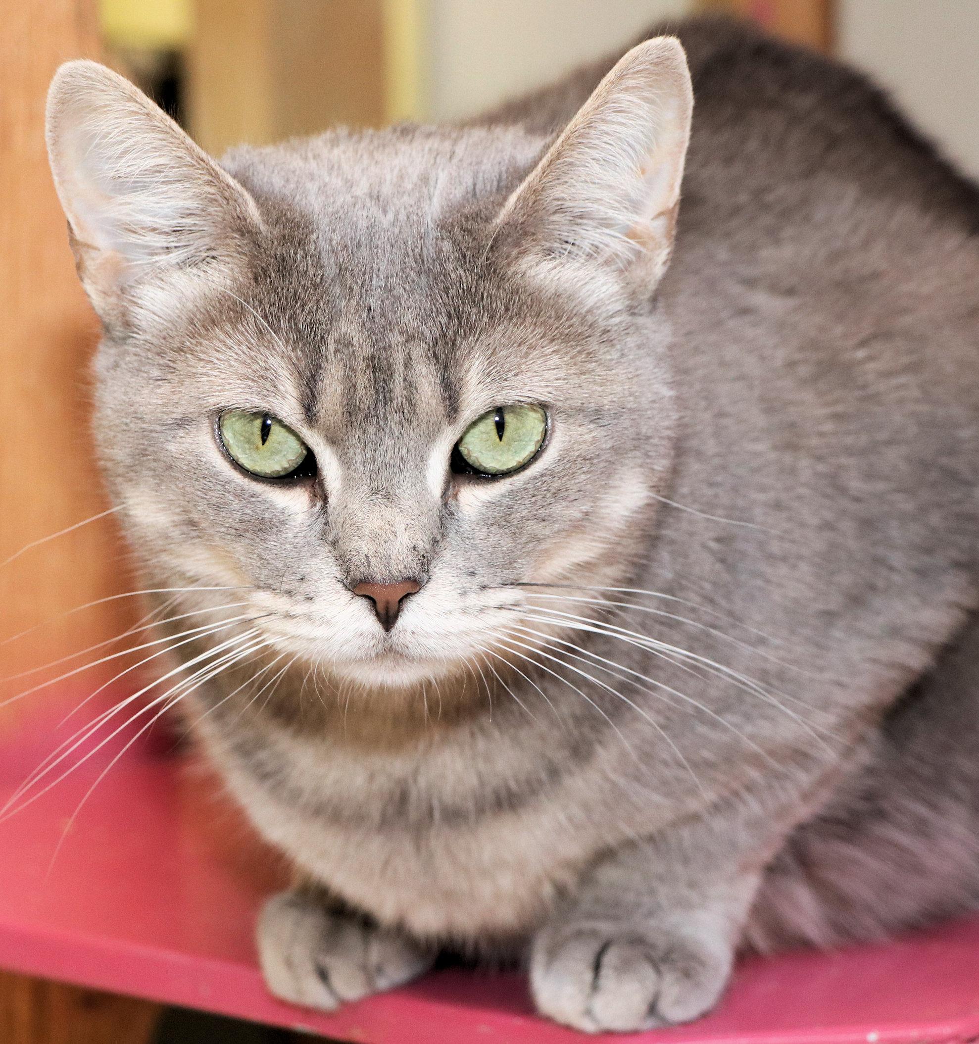 Babs, a Adoptable Domestic Short Hair in Cincinnati, OH image 2/4